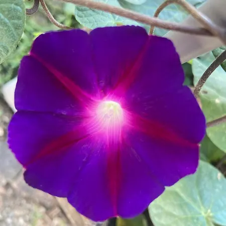 Daire Eszter Vendeghaz *