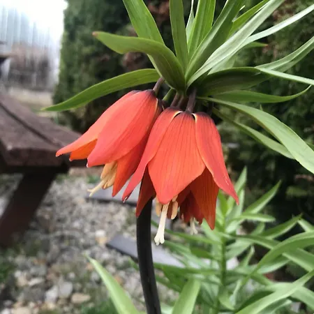 Daire Eszter Vendeghaz