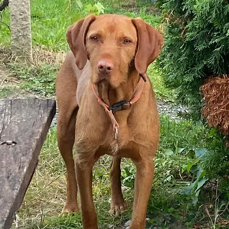 Eszter Vendeghaz Pacsa