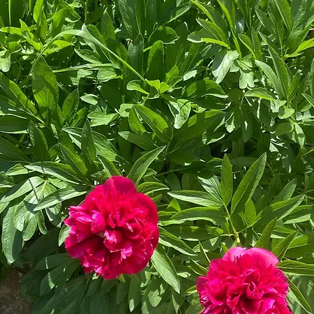 Eszter Vendeghaz Daire *