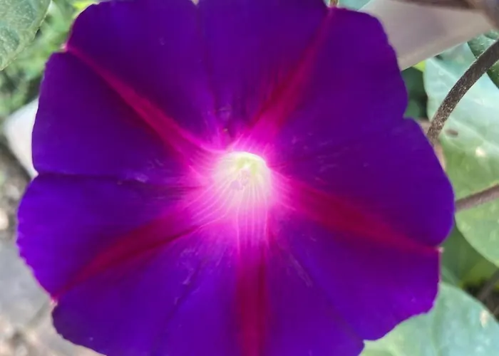 아파트 Eszter Vendeghaz *