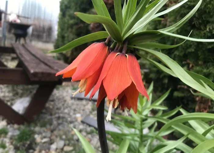 아파트 Eszter Vendeghaz