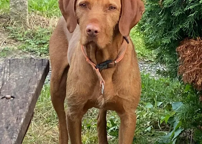 Eszter Vendeghaz Pacsa