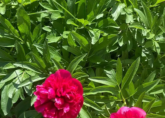 Eszter Vendeghaz Apartmán *